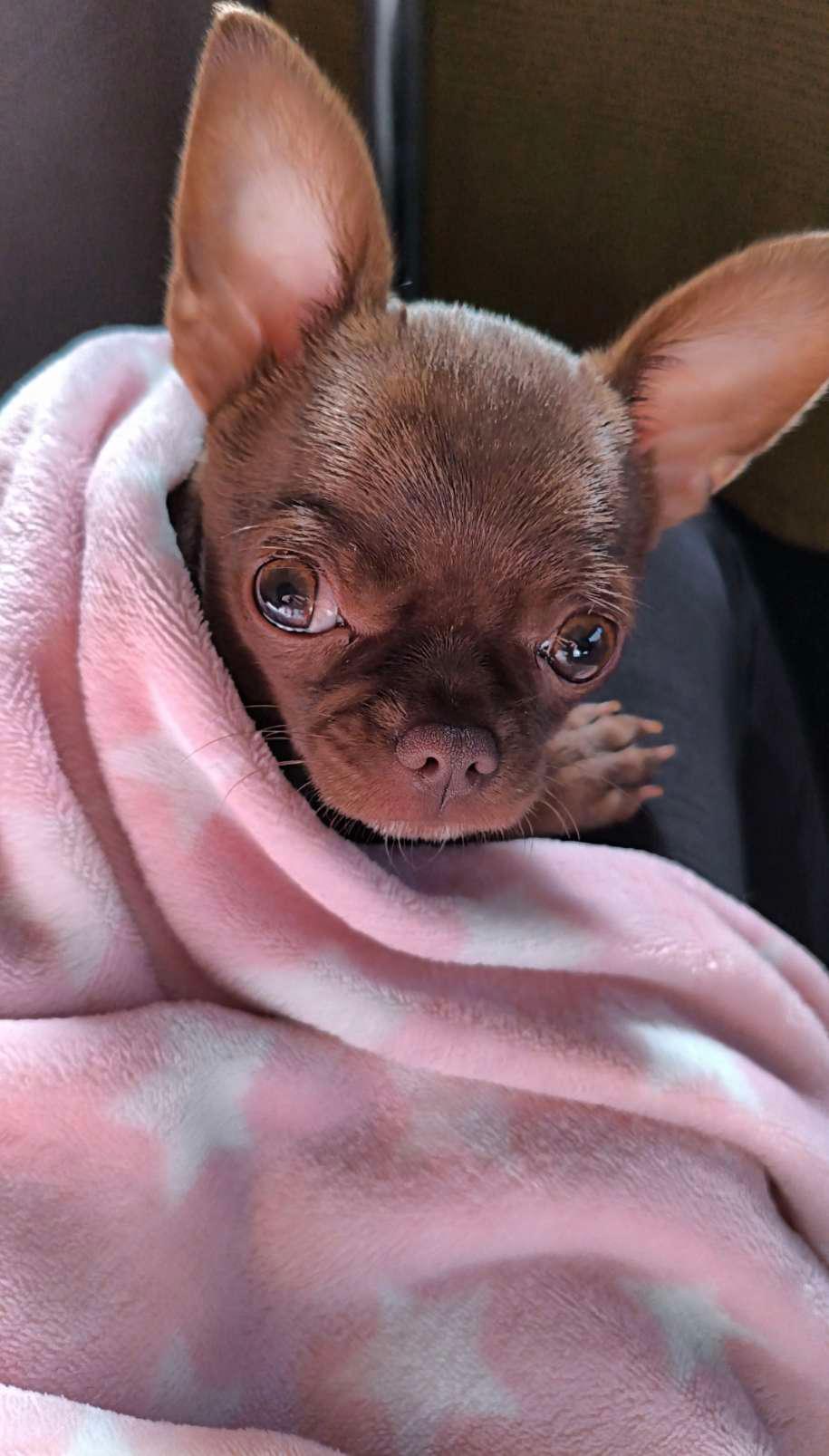 Aiko