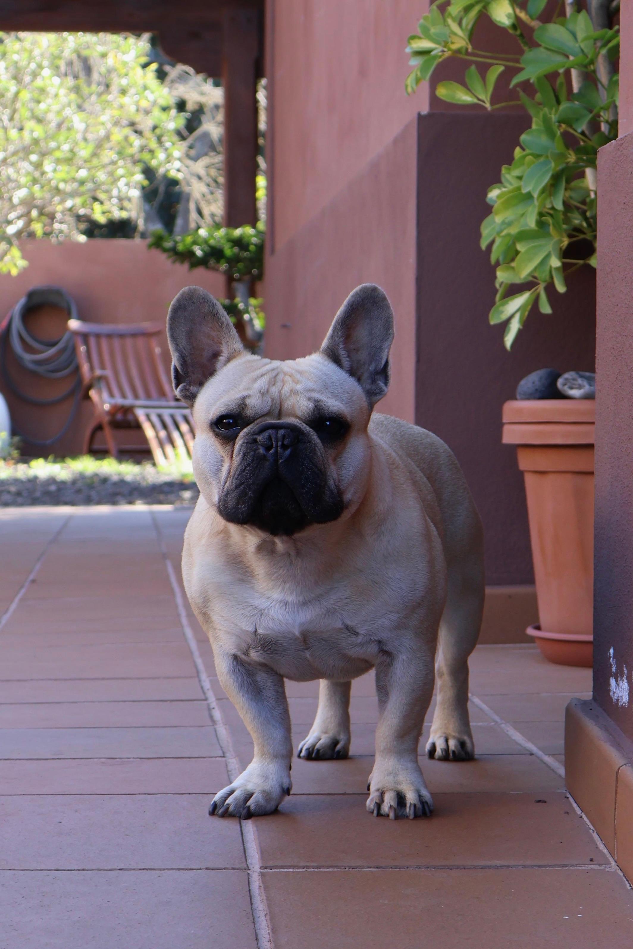 Rocco