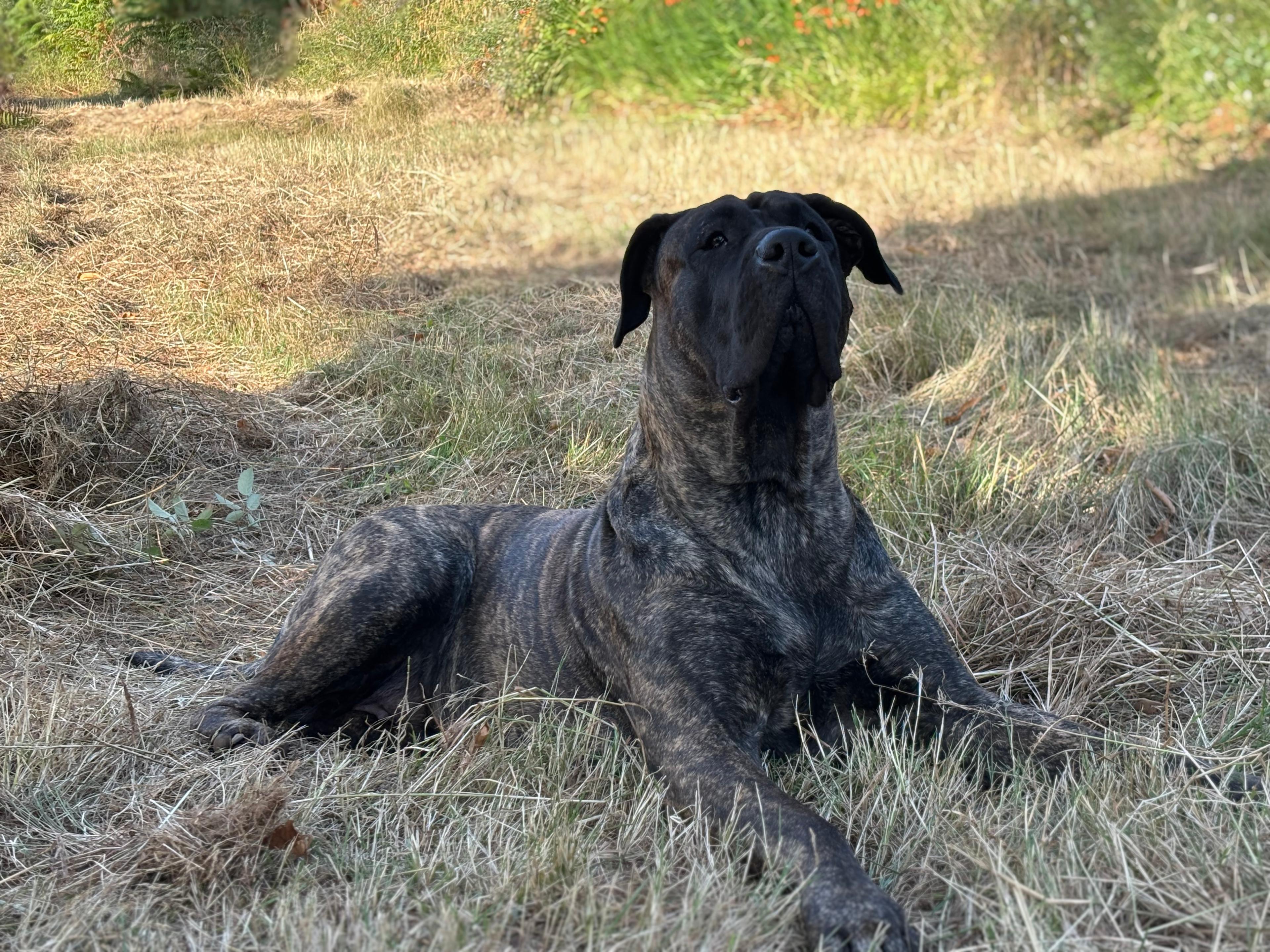 SAMBA
